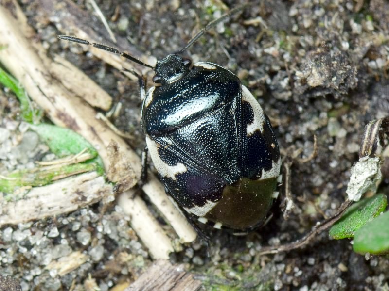 Tritomegas bicolor (Linnaeus, 1758)